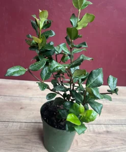 Confederate Jasmine, Trachelospermum jasminoides, star jasmine in 6