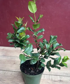 Confederate Jasmine, Trachelospermum jasminoides, star jasmine in 6