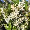 Confederate Jasmine, Trachelospermum jasminoides, star jasmine in 6" Pot - Image 1