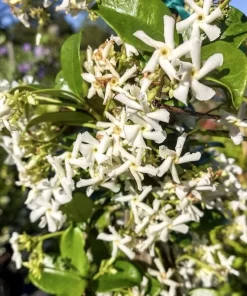 Confederate Jasmine, Trachelospermum jasminoides, star jasmine in 6