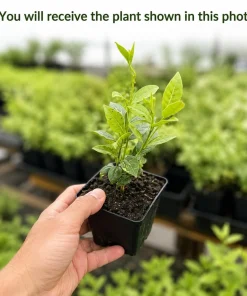 Confederate Star Jasmine Live Plant – Fragrant White Flowering Vine – 4-6 Inch Tall - Image 2