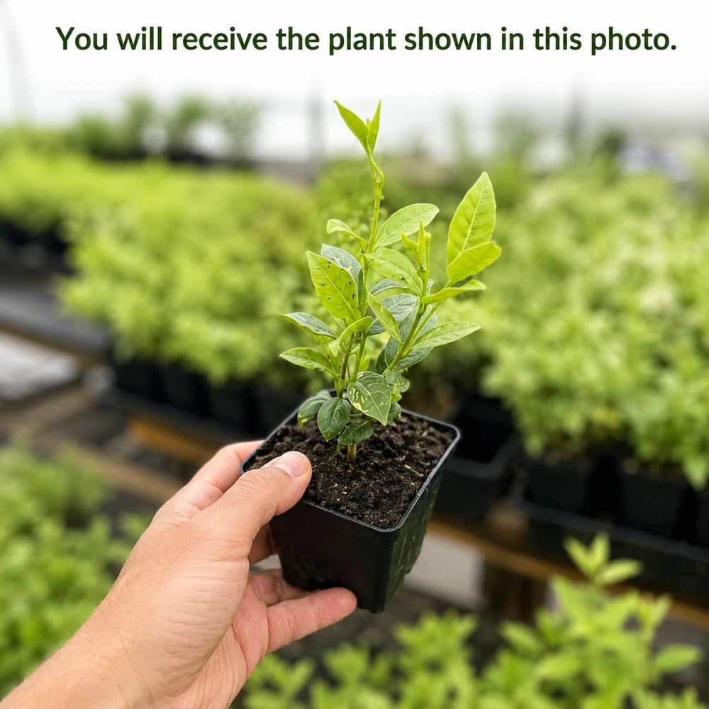 Confederate Star Jasmine Live Plant – Fragrant White Flowering Vine – 4-6 Inch Tall - Image 2