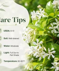 Confederate Star Jasmine Live Plant – Fragrant White Flowering Vine – 4-6 Inch Tall - Image 3