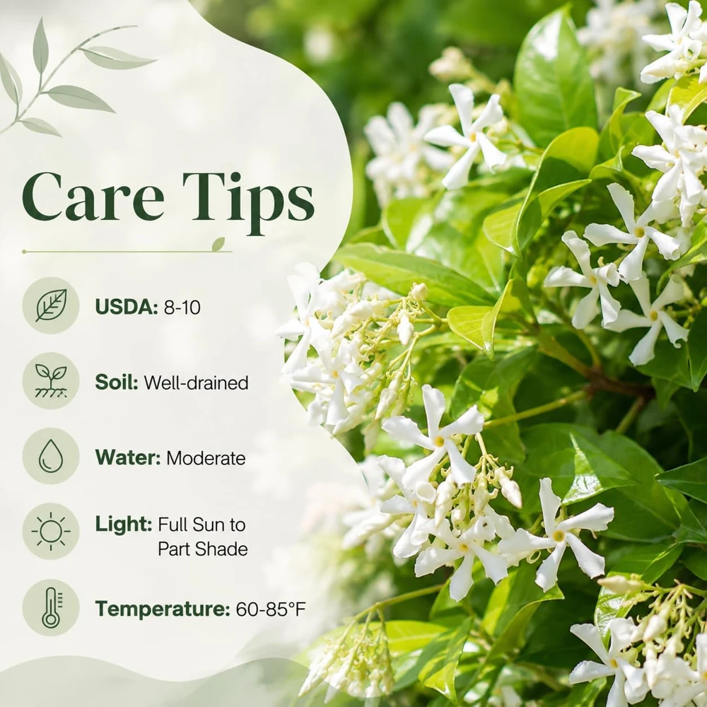 Confederate Star Jasmine Live Plant – Fragrant White Flowering Vine – 4-6 Inch Tall - Image 3