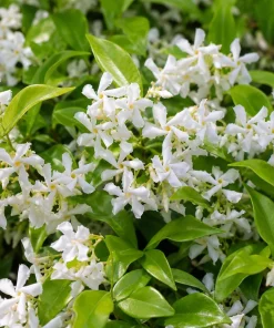Confederate Star Jasmine Live Plant – Fragrant White Flowering Vine – 4-6 Inch Tall - Image 4