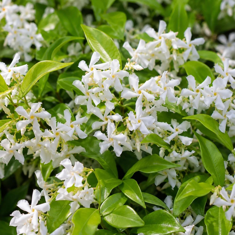 Confederate Star Jasmine Live Plant – Fragrant White Flowering Vine – 4-6 Inch Tall - Image 4