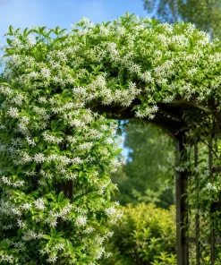 Confederate Star Jasmine Live Plant, Fragrant White Flowering Vine, 4-6 Inch Tall, Indoor/Outdoor - Image 5