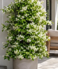 Confederate Star Jasmine Live Plant – Fragrant White Flowering Vine – 4-6 Inch Tall - Image 6