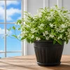 Confederate Star Jasmine Live Plant – Fragrant White Flowering Vine – 4-6 Inch Tall - Image 1