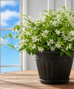 Confederate Star Jasmine Live Plant – Fragrant White Flowering Vine – 4-6 Inch Tall - Image 1