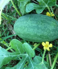 Congo Watermelon Seeds - 50 Red Citrullus Lanatus Fruit Melon Seeds - Image 3