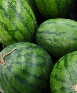 Congo Watermelon Seeds - 50 Red Citrullus Lanatus Fruit Melon Seeds - Image 8