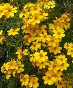 Copper Canyon Daisy Live Plant, Tagetes lemmonii, Yellow Flowering Perennial, 1 Gallon Pot, Outdoor - Image 2