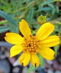 Copper Canyon Daisy Live Plant, Tagetes lemmonii, Yellow Flowering Perennial, 1 Gallon Pot, Outdoor - Image 3