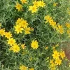 Copper Canyon Daisy Live Plant, Tagetes lemmonii, Yellow Flowering Perennial, 1 Gallon Pot, Outdoor - Image 1