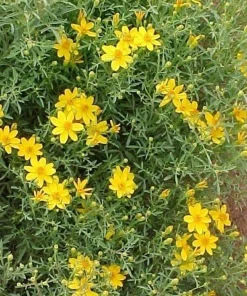 Copper Canyon Daisy Live Plant, Tagetes lemmonii, Yellow Flowering Perennial, 1 Gallon Pot, Outdoor - Image 1