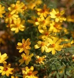 Copper Canyon Daisy Live Plant, Tagetes lemmonii, Yellow Flowering Perennial, 1 Gallon Pot, Outdoor - Image 4