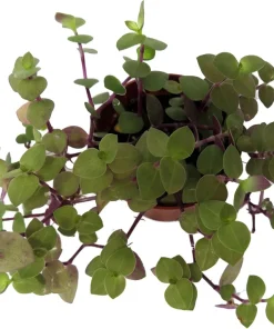 Copper Jewel Vine Live Plant – Turtle Vine Callisia – 2.5 inch Pot Houseplant - Image 2