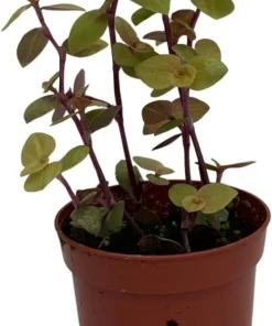 Copper Jewel Vine Live Plant – Turtle Vine Callisia – 2.5 inch Pot Houseplant - Image 3