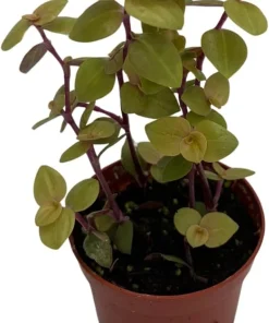 Copper Jewel Vine Live Plant – Turtle Vine Callisia – 2.5 inch Pot Houseplant - Image 4