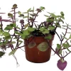 Copper Jewel Vine Live Plant – Turtle Vine Callisia – 2.5 inch Pot Houseplant - Image 1