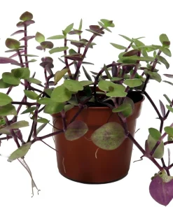 Copper Jewel Vine Live Plant – Turtle Vine Callisia – 2.5 inch Pot Houseplant - Image 1