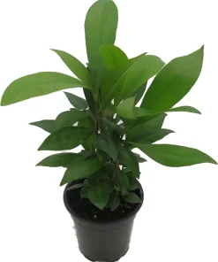 Coral Berry Live Plant – Ardisia humilis Houseplant – 4" Pot – Indoor - Image 2