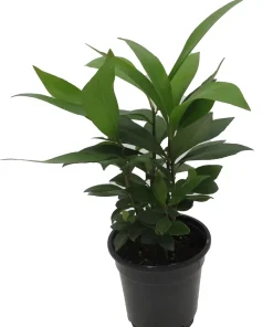 Coral Berry Live Plant – Ardisia humilis Houseplant – 4