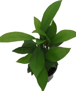 Coral Berry Live Plant – Ardisia humilis Houseplant – 4