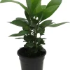 Coral Berry Live Plant – Ardisia humilis Houseplant – 4" Pot – Indoor - Image 1