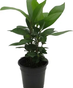 Coral Berry Live Plant – Ardisia humilis Houseplant – 4