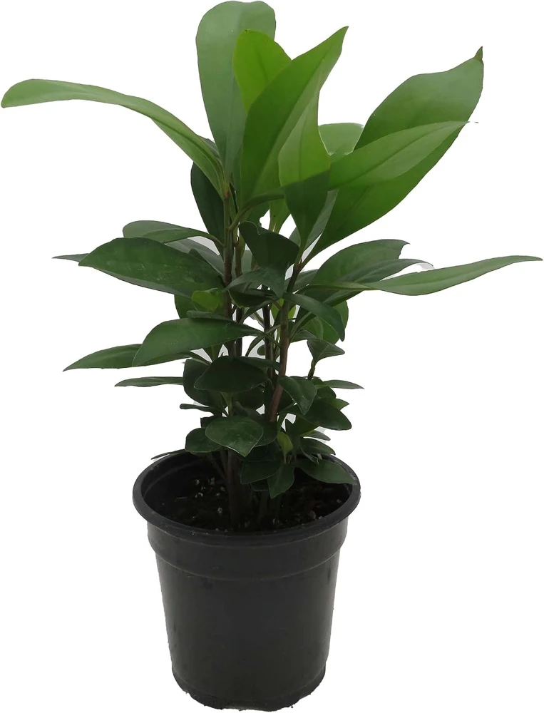 Coral Berry Live Plant – Ardisia humilis Houseplant – 4" Pot – Indoor - Image 1