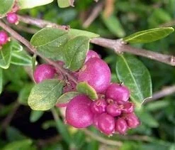 Coral Berry Live Plant - Symphoricarpos orbiculatus Shrub - 1 Gallon Pot - Image 3