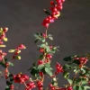 Coral Berry Live Plant - Symphoricarpos orbiculatus Shrub - 1 Gallon Pot - Image 1