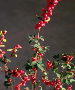Coral Berry Live Plant - Symphoricarpos orbiculatus Shrub - 1 Gallon Pot - Image 1