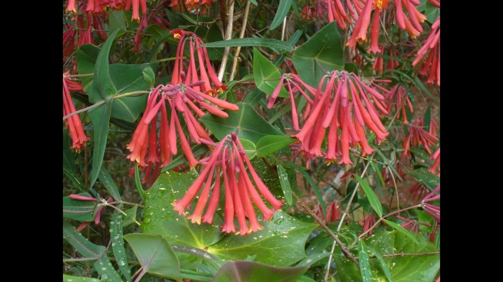 Coral Honeysuckle Live Plant – Lonicera sempervirens Vine – 4 Inch Pot – Outdoor - Image 2