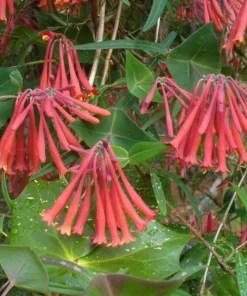 Coral Honeysuckle Live Plant – Lonicera sempervirens Vine, 1 Gallon Pot, Outdoor - Image 2