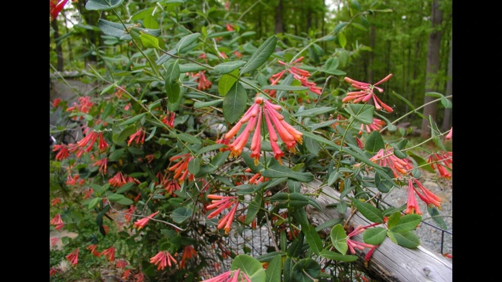 Coral Honeysuckle Live Plant – Lonicera sempervirens Vine – 4 Inch Pot – Outdoor - Image 3