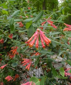 Coral Honeysuckle Live Plant – Lonicera sempervirens Vine, 1 Gallon Pot, Outdoor - Image 3