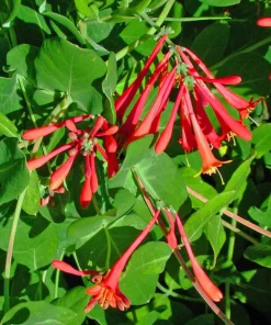 Coral Honeysuckle Live Plant – Lonicera sempervirens Vine – 4 Inch Pot – Outdoor - Image 1