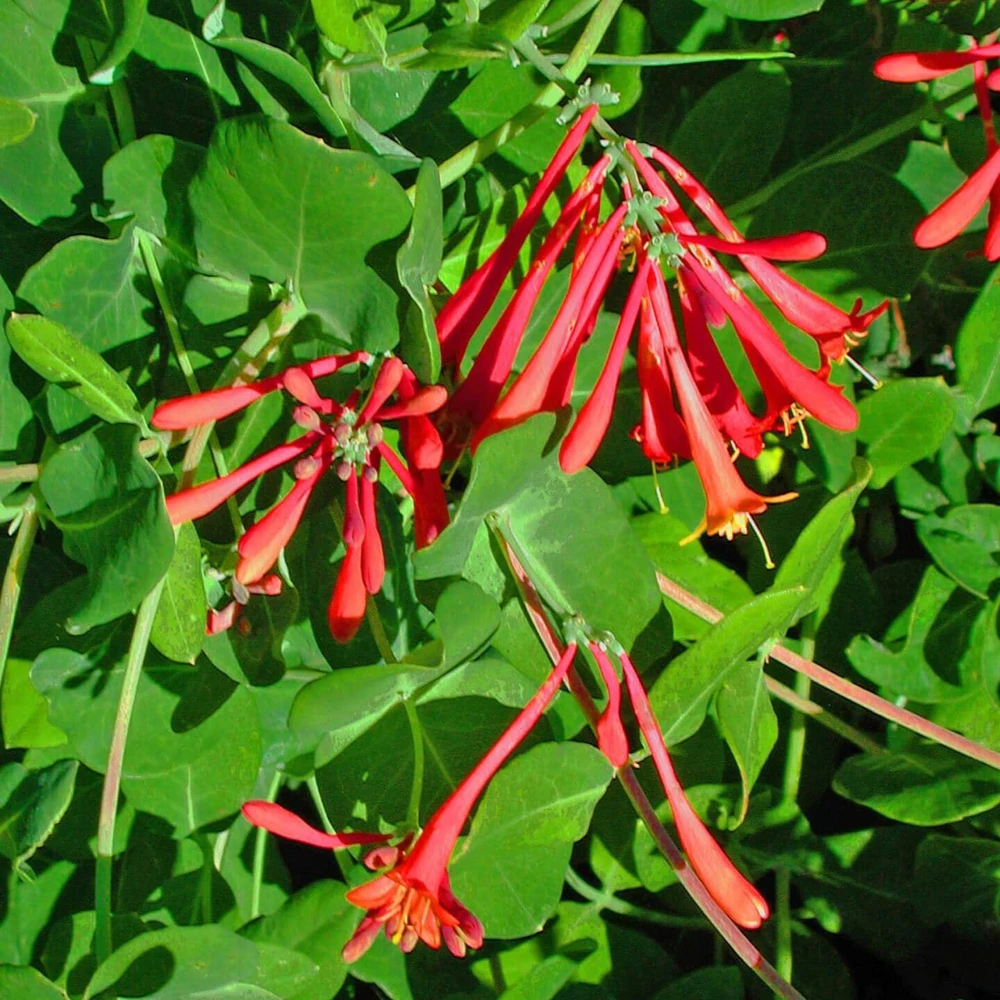 Coral Honeysuckle Live Plant – Lonicera sempervirens Vine – 4 Inch Pot – Outdoor - Image 1