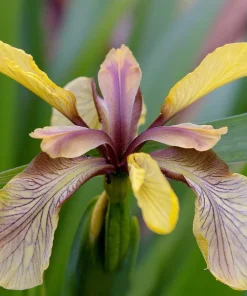 Coral Iris Foetidissima Seeds - 10 Perennial Seeds, Evergreen - Image 2