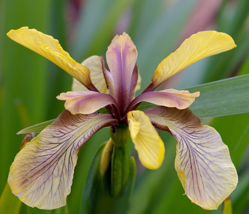 Coral Iris Foetidissima Seeds - 10 Perennial Seeds, Evergreen - Image 2