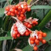 Coral Iris Foetidissima Seeds - 10 Perennial Seeds, Evergreen - Image 1