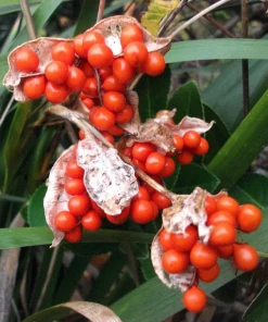 Coral Iris Foetidissima Seeds - 10 Perennial Seeds, Evergreen - Image 1
