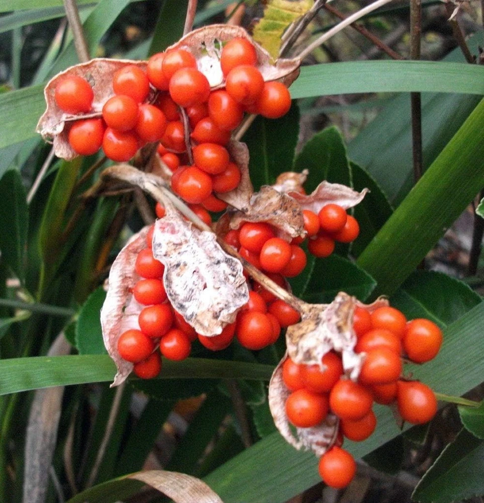 Coral Iris Foetidissima Seeds - 10 Perennial Seeds, Evergreen - Image 1