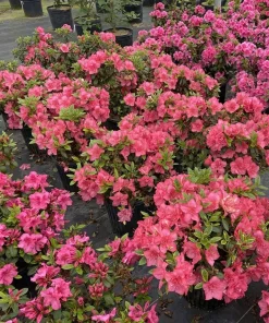 Coral Reblooming Azalea Live Plant – Pink-Orange Flowers – 4 inch Pot – Outdoor - Image 2