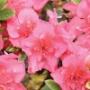 Coral Reblooming Azalea Live Plant – Pink-Orange Flowers – 4 inch Pot – Outdoor - Image 1