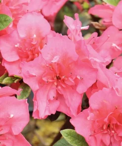 Coral Reblooming Azalea Live Plant – Pink-Orange Flowers – 4 inch Pot – Outdoor - Image 1