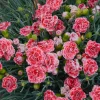 Coral Reef Dianthus Live Plant - Fragrant Coral Flowers, Quart Pot, Zones 5-9 - Image 1